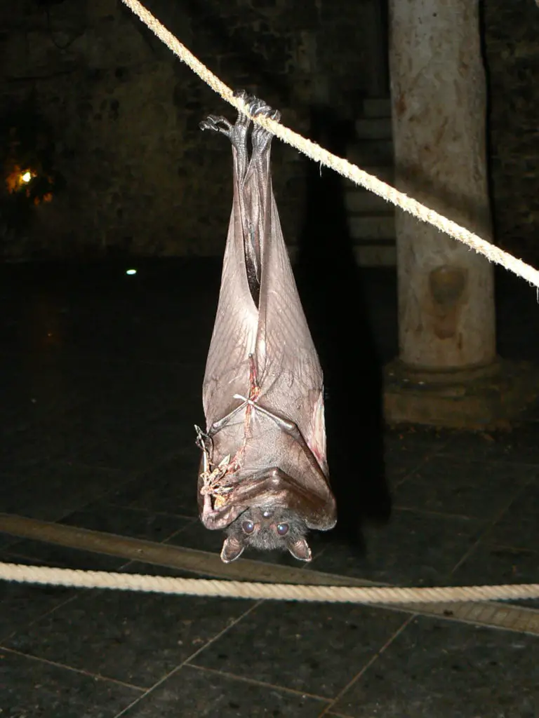 chauve-souris Pairi Daiza