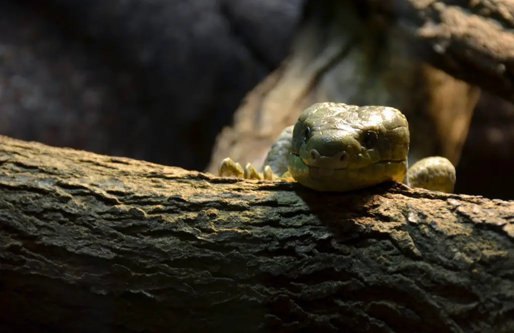 lézard Serpentarium de Blankenberge