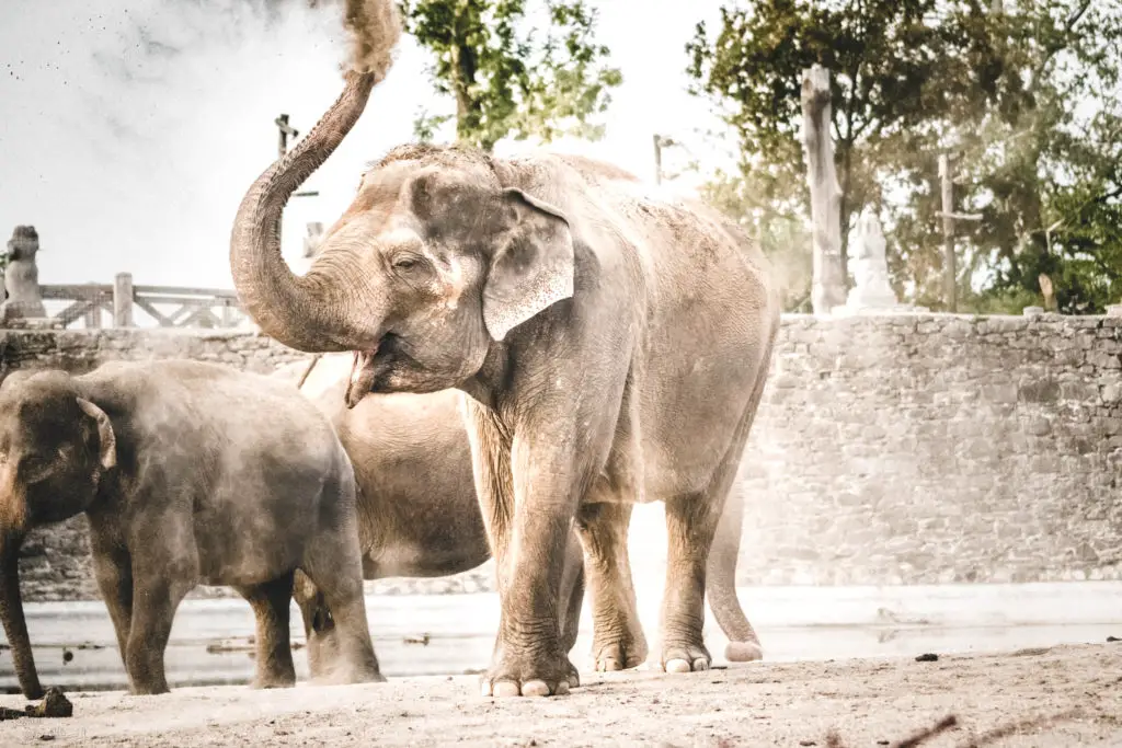 éléphants Pairi Daiza