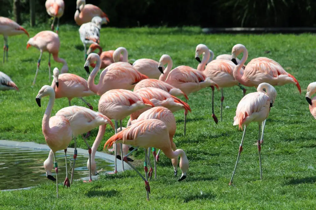 flamants roses zoo de Planckendael.