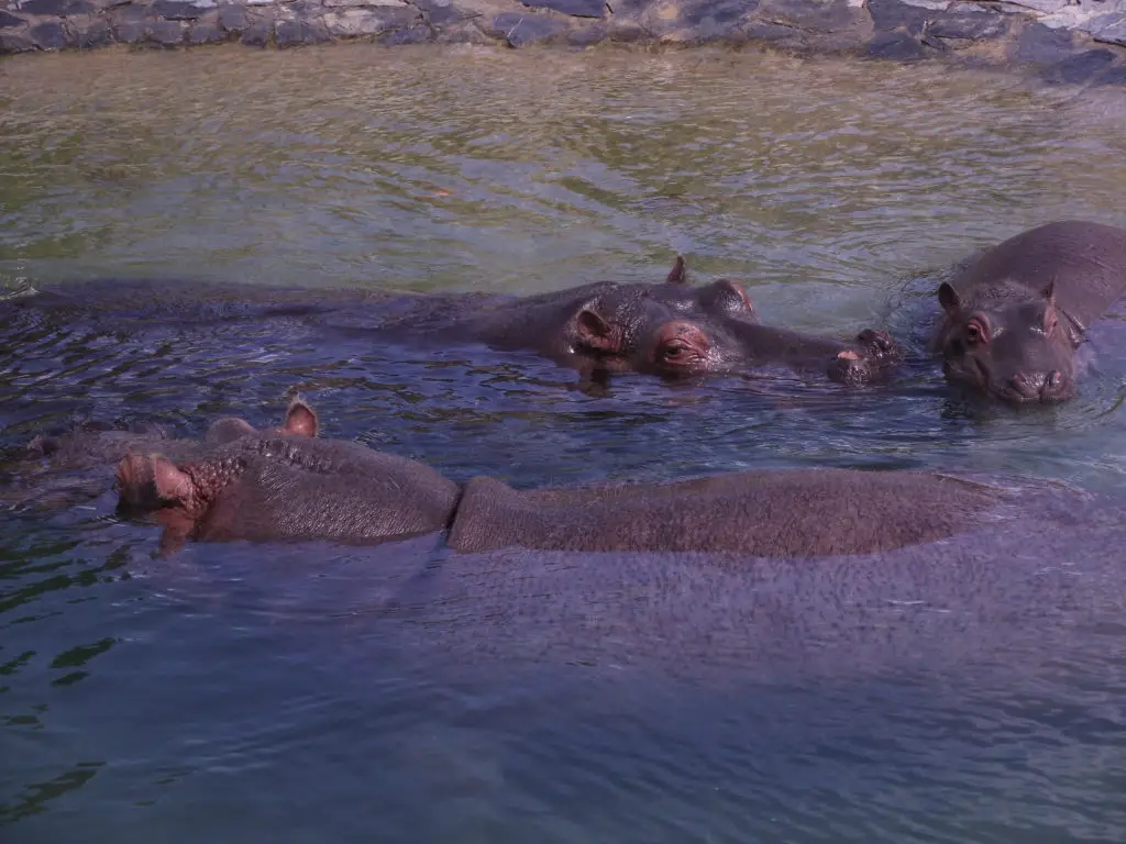 hippopotame Pairi Daiza