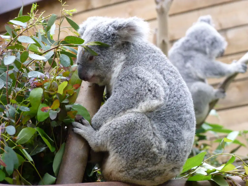 koala Pairi Daiza