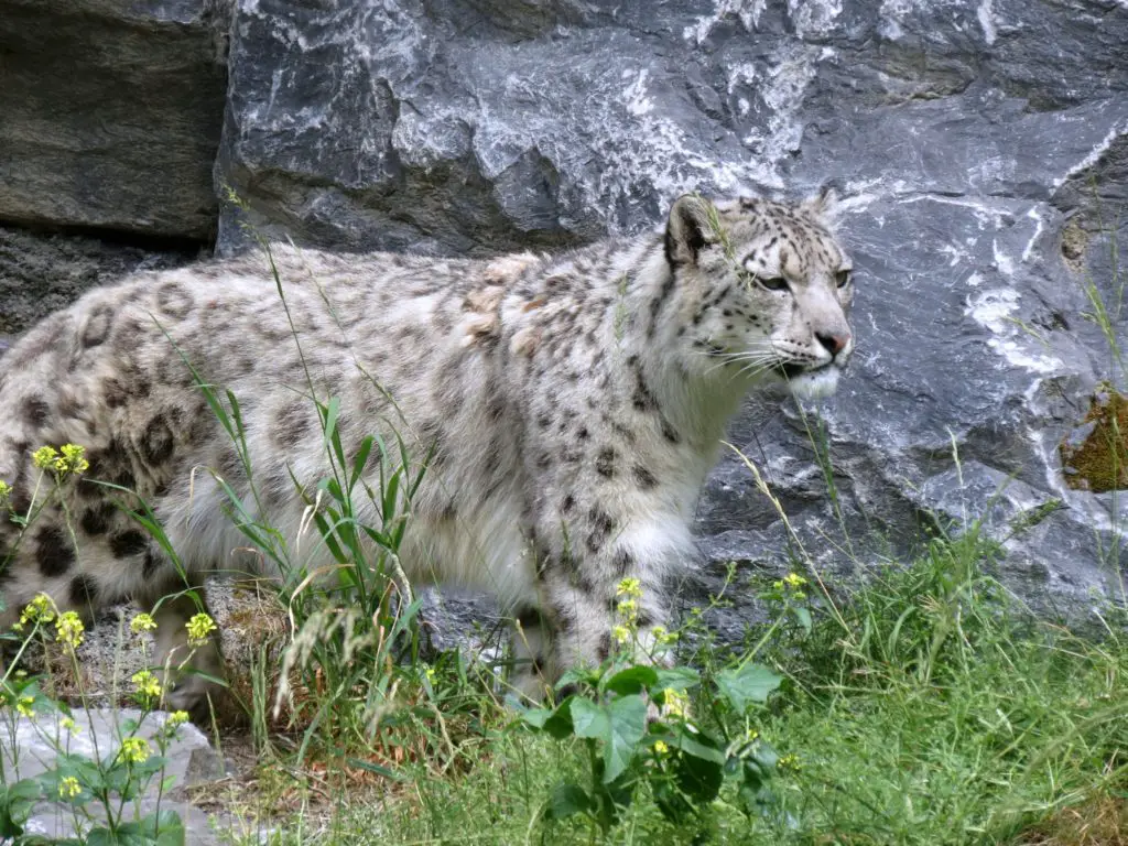 léopard des neiges