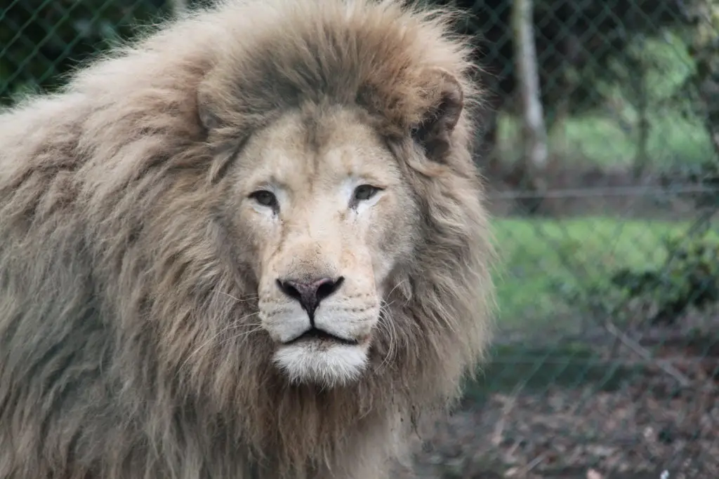 lion Olmense Zoo