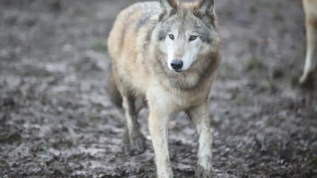 loup Pairi Daiza