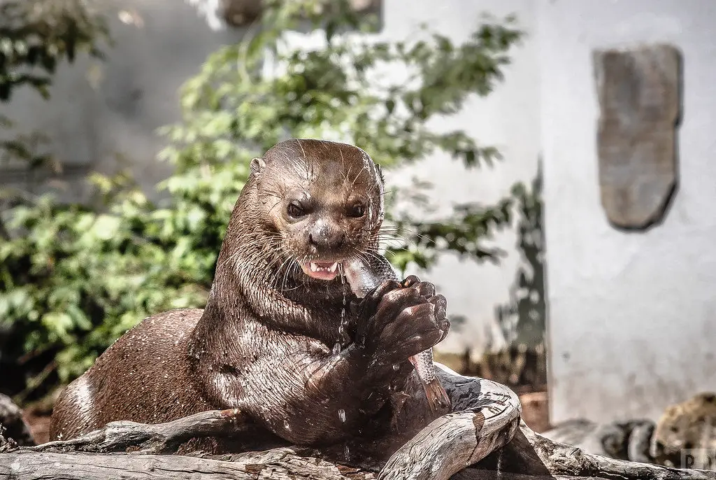 loutre géante Pairi Daiza