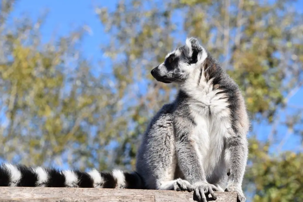 Maki catta Pairi Daiza