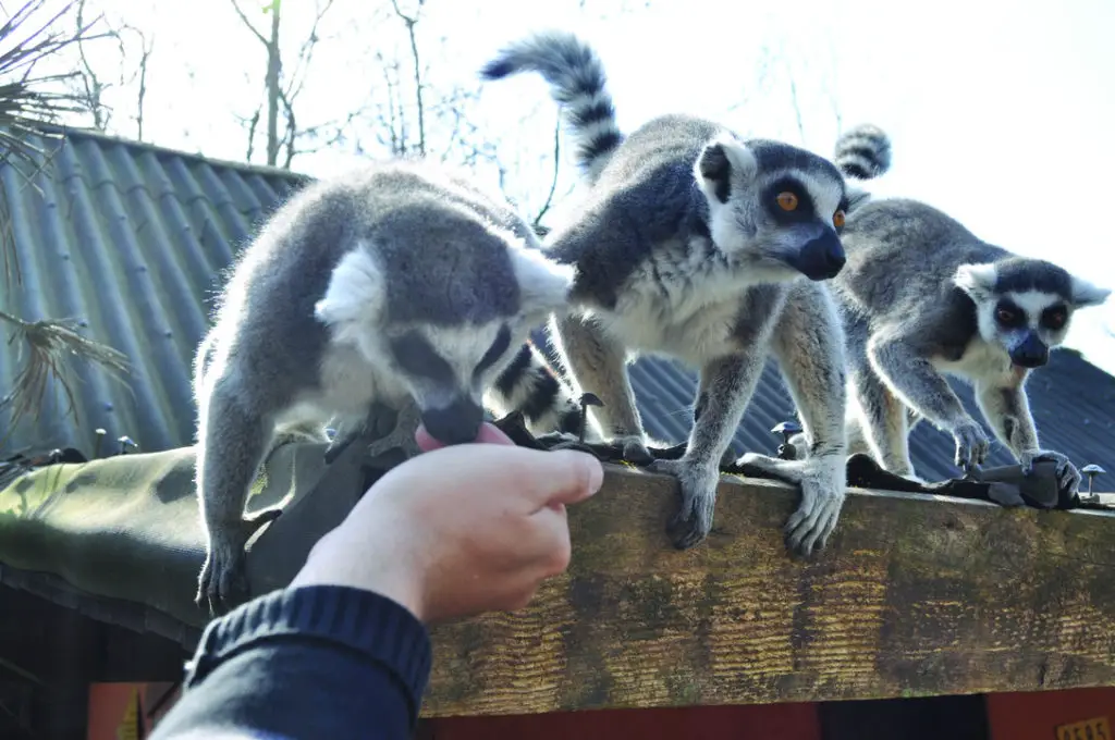 lémuriens Pairi Daiza