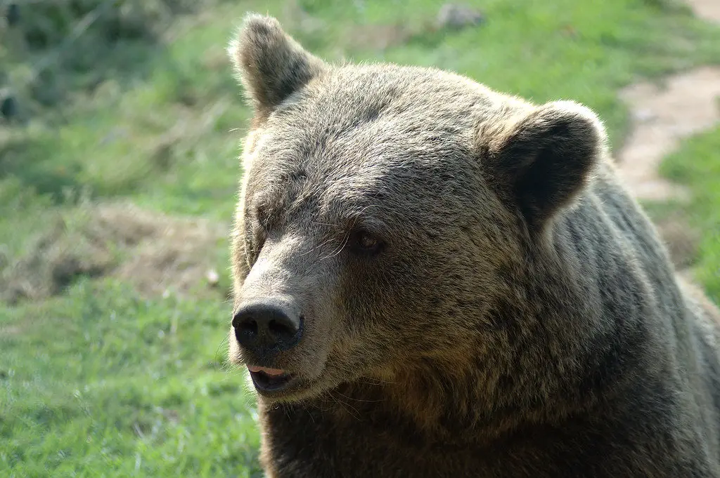 ours Monde Sauvage d'Aywaille