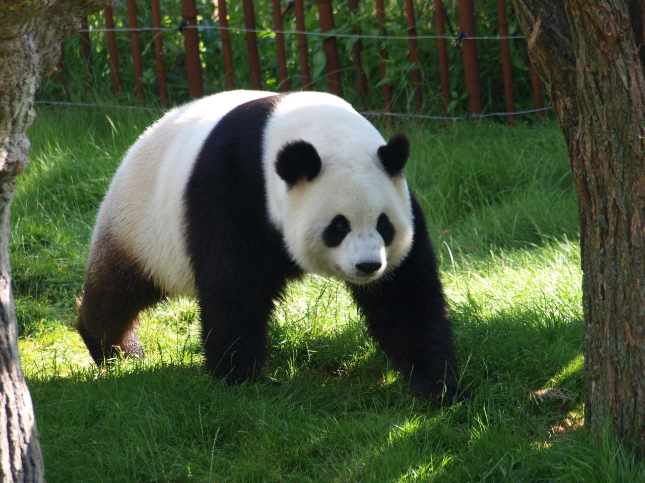 panda géant Pairi Daiza