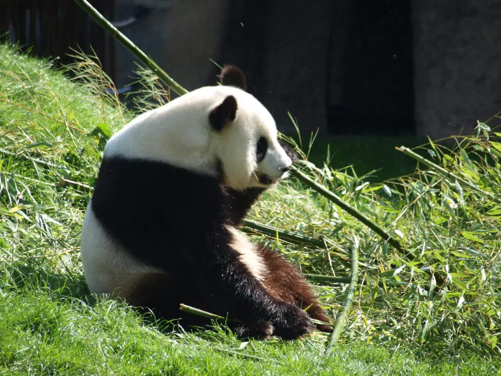 panda géant Pairi Daiza