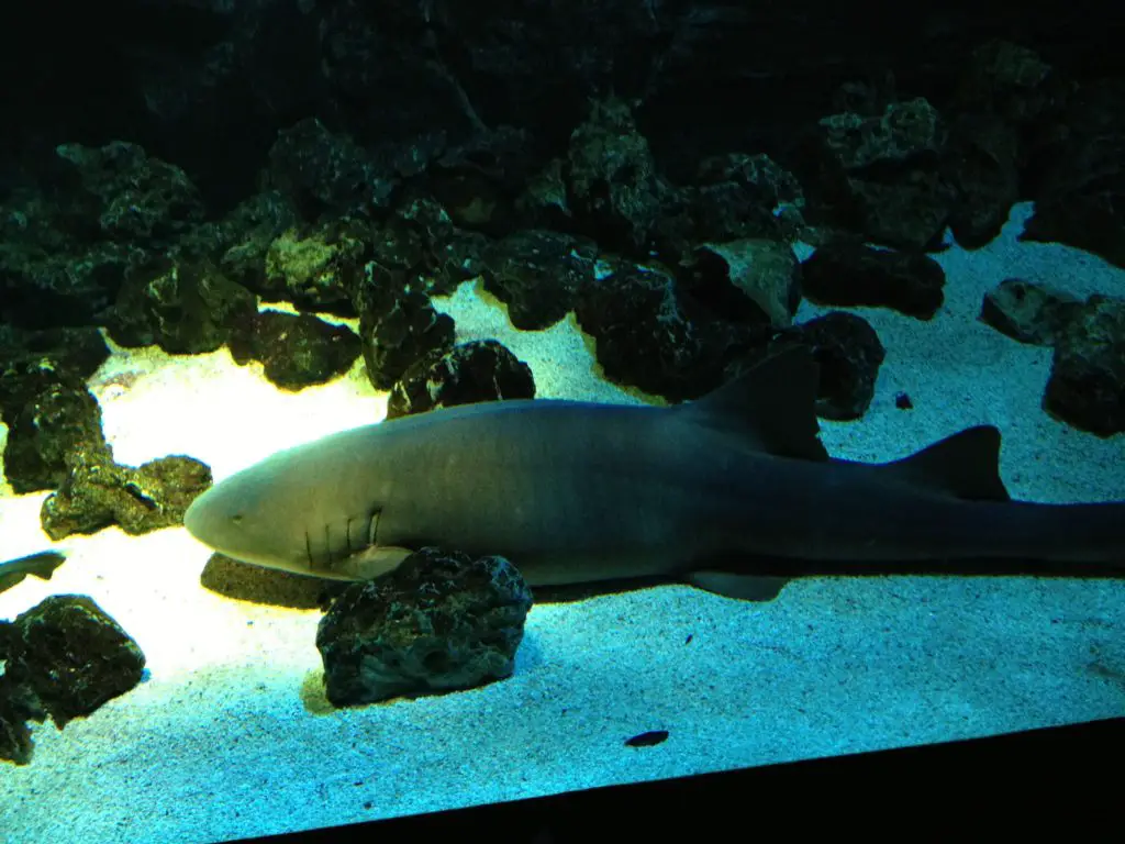 requin Pairi Daiza