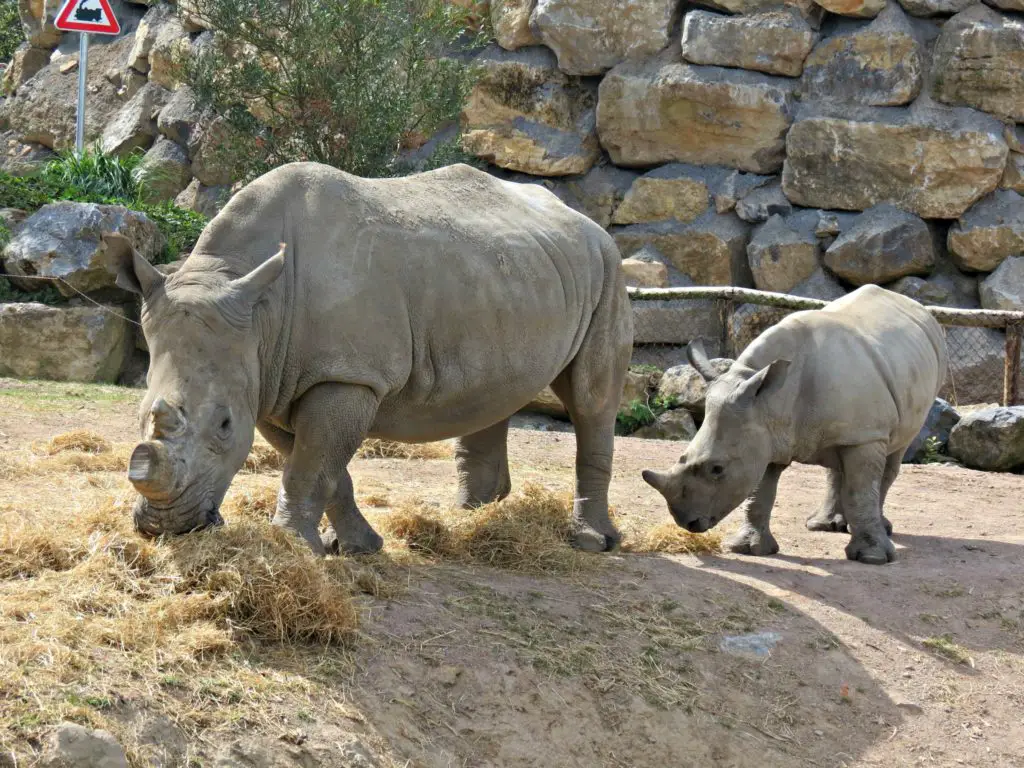 rhinocéros Pairi Daiza