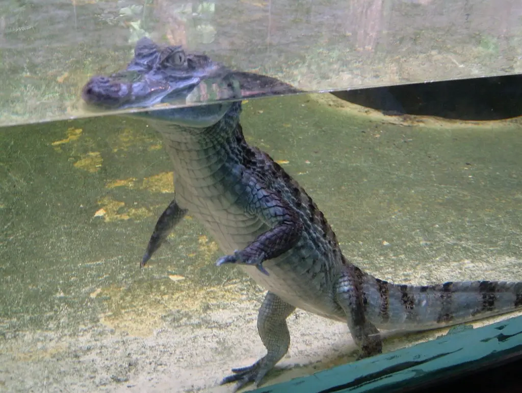 alligator de Chine Pairi Daiza