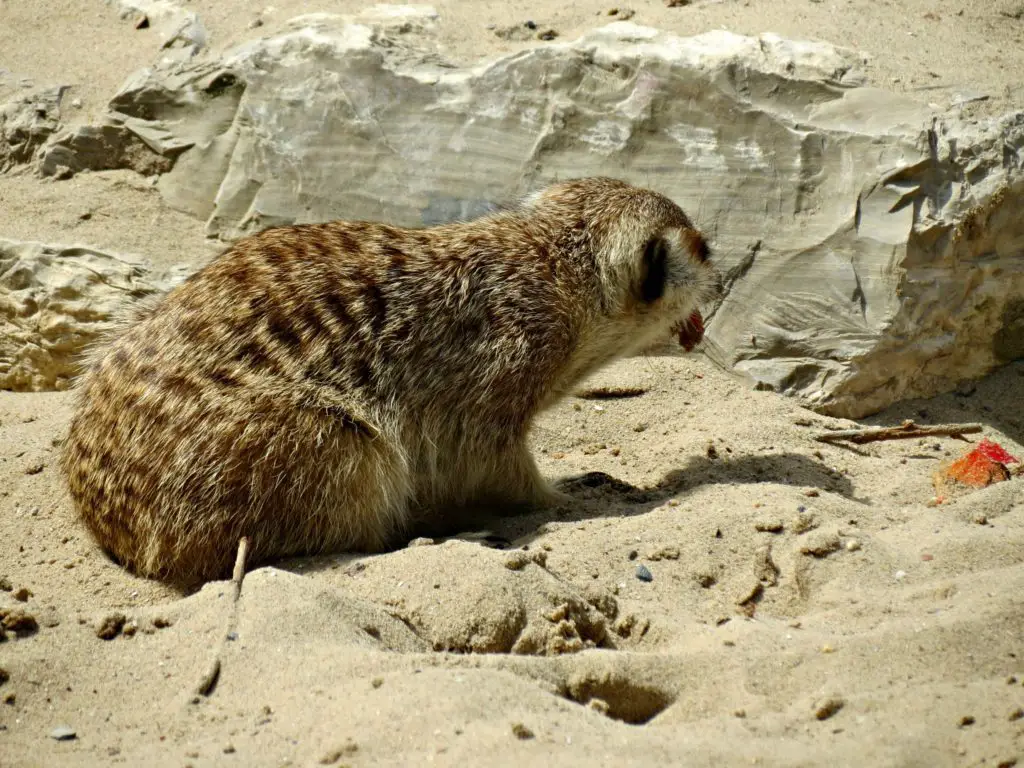 suricate Pairi Daiza