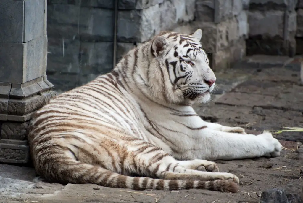 tigre blanc Pairi Daiza