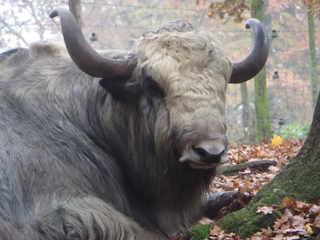 yack Parc animalier de Bouillon