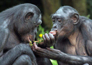 bonobos zoo planckendael