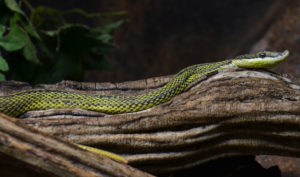 couleuvre verte à long nez serpentarium Blankenberge
