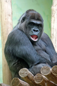 gorille zoo Anvers