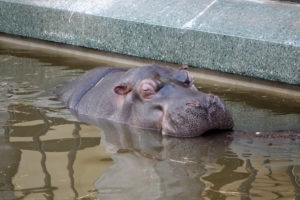 hippopotame zoo Anvers