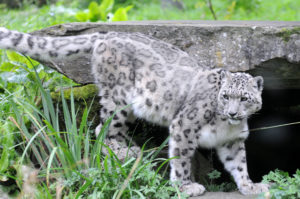 léopard des neiges zoo Planckendael
