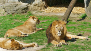 lions zoo Planckendael
