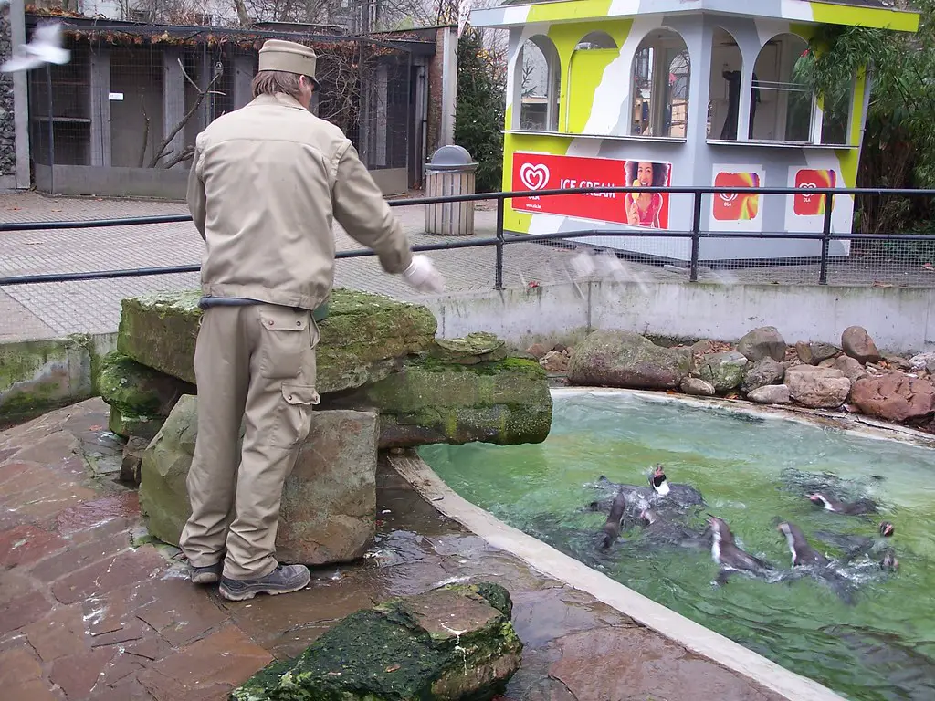 pingouins zoo Anvers