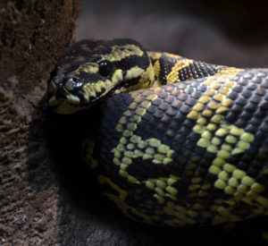 python tapis serpentarium Blankenberge