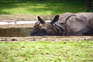 rhinocéros indien zoo Planckendael