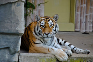 tigre zoo Anvers