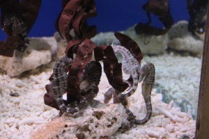 hippocampe Sea Life Blankenberge