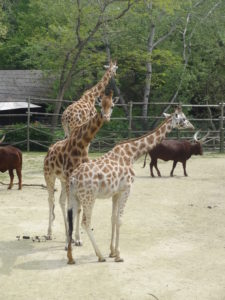 girafes Bellewaerde