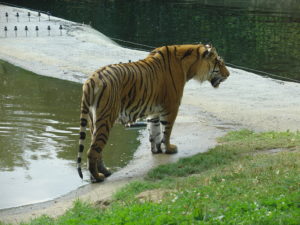 tigre Bellewaerde