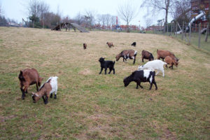 chèvres Forestia